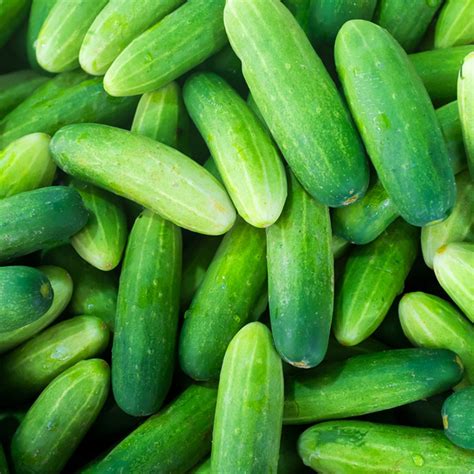 6 Popular Cucumber Varieties And How To Use Them