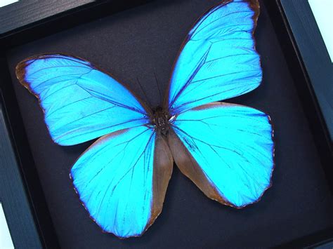 Framed Giant Blue Morpho Real Framed Butterfly Blue Morpho Butterfly