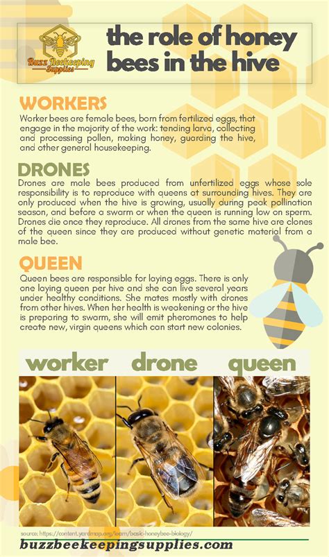 Role Of Honey Bees In The Hive Honey Bees Job What Honey Bees Do