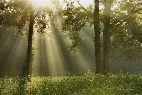 Wallpaper Sunlight Landscape Water Grass Sky Branch Morning