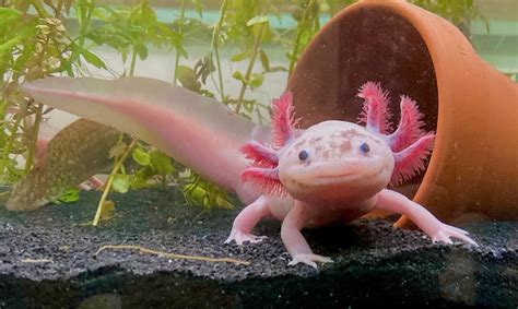 Meet The 7 Cutest Axolotls In The World A Z Animals
