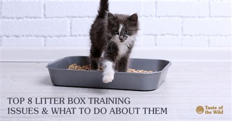 The Top 8 Litter Box Training Issues And What To Do About Them