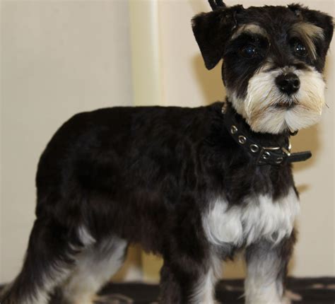 9 5 Months Old Superior Miniature Schnauzers Dog Puppy For Sale Or