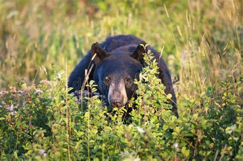 Wild Black Bear Stock Photo Image Of Hungry Habitat 268385176