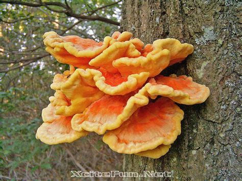 One reason to take this fungus seriously is that it puts your tree under stress, and insects and. Natural Umbrella: The Colorful Fleshy Mushrooms - XciteFun.net
