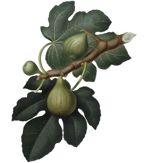 80 Free Fig Tree Leafs And Fig Tree Images Pixabay