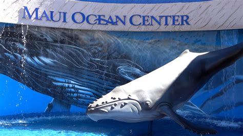 Maui Ocean Center The Aquarium Of Hawaii Tour And Review With The