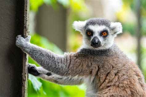 Ring Tailed Lemur Animal Lemur Catta Climbing On The Fence In Nature