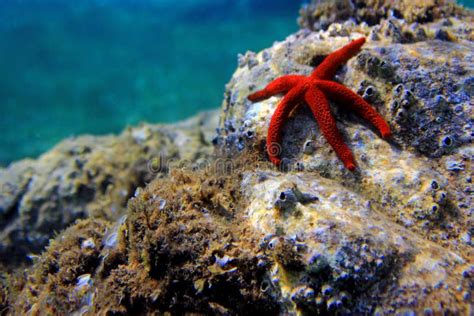 Mediterranean Red Sea Star Echinaster Sepositus Stock Photo Image Of
