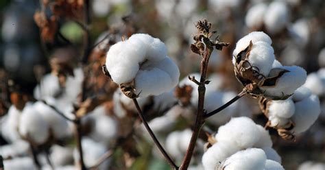 Rounding Up New Cotton Varieties For 2023 Planting