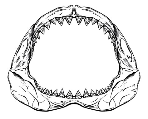 Shark Mouth Drawing Free Download On Clipartmag