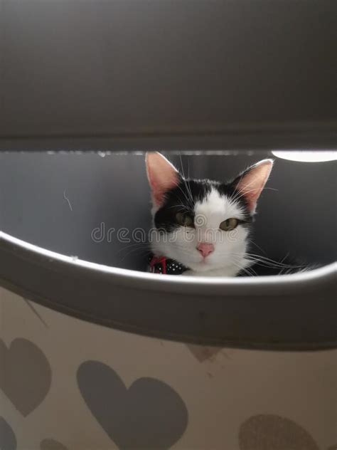 Stealth Cat Stock Photo Image Of Hiding Carnivore 232487126