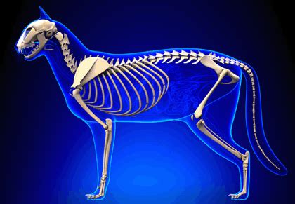 A number of cat breeds have been created (selectively bred) around abnormalities of the primary tissue of bone is osseous tissue. Bones of the Cat - Cat World