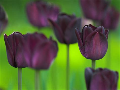 Black Tulips Wallpaper 2048x1536 66264