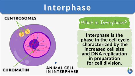 Interphase Definition And Examples Biology Online Dictionary