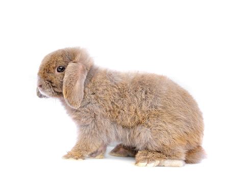 Lop Rabbit Stock Image Image Of Front Portrait Background 25997785