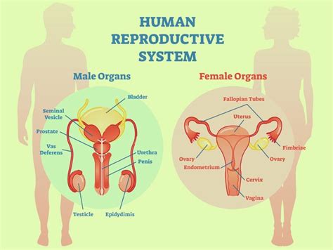 It produces the female egg cells necessary for reproduction, called the ova or oocytes. 30 Interesting Facts, Diagram & Parts Of Human Body, For Kids