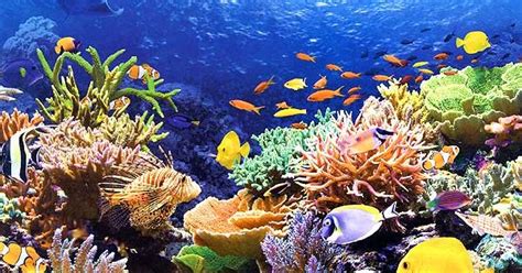 Schwämme, korallen, armfüßer, seelilien und haarsterne, moostierchen. korallenriff im Neukaledonien Reiseführer http://www ...