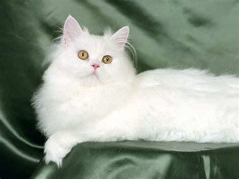 With tenor, maker of gif keyboard, add popular persian cat animated gifs to your conversations. 35 Very Best White Persian Cat Pictures And Images