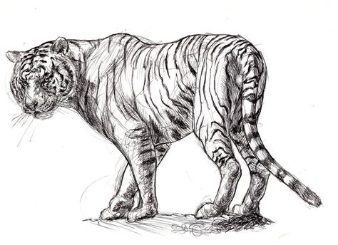 White Tiger Sketch By Ezekiel Black On Deviantart