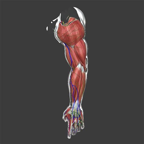 Complete Male Arm Anatomy 3d Model By Dcbittorf