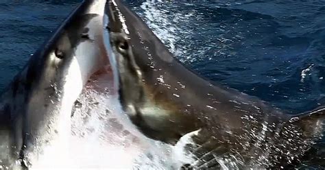 Watch Incredible Moment Two Great White Sharks Do Battle In Brutal