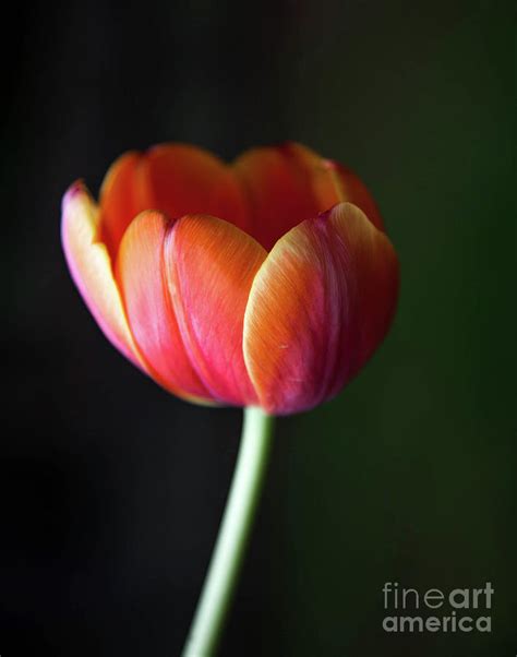 Tulip Love Photograph By April Ann Canada Raleigh Art Gallery