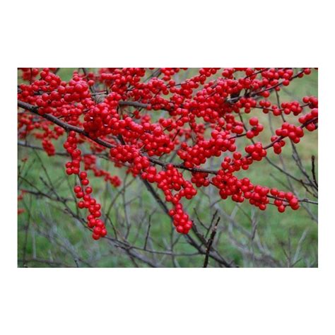Ilex Verticillata Winter Red Winter Red Winterberry Holly Broken