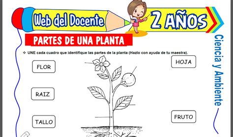 Partes De Una Planta Para Niños De 2 Años Web Del Docente 8b4