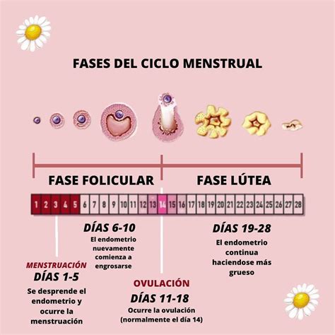⭕ Hoy Elena Pajuelo Nos Explica El Ciclo Menstrual ⭕ Ciclo Menstrual