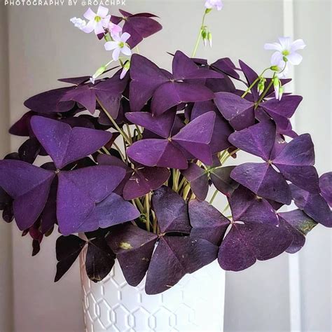 40 Best Purple House Plants Plants House Plants Purple Home