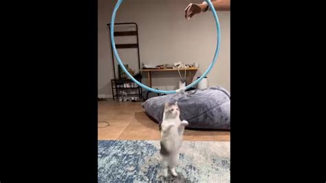 Human Tries Teaching Cute Cat To Jump Through A Hoop Watch What Happens Next Trending