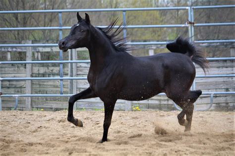 Black Arabians