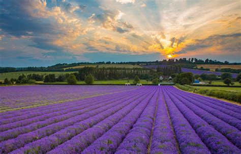 Britains Loveliest Lavender Fields Visitbritain