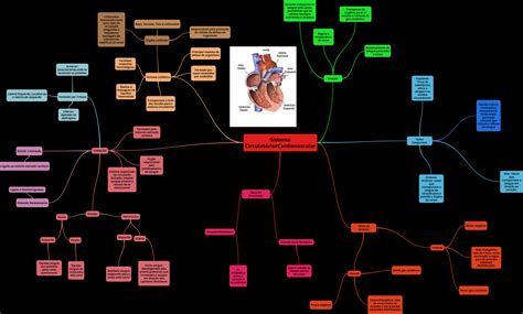 Mapa Mental Sistema Circulatorio Kulturaupice Porn Sex Picture The Best Porn Website
