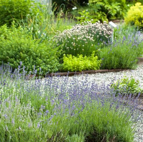 20 Perennial Herbs For The Tastiest Edible Garden Ever Edible Garden