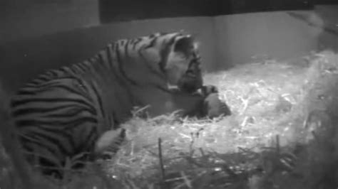 London Zoos Tiger Cub First Born At Zoo In 17 Years Drowns Cnn