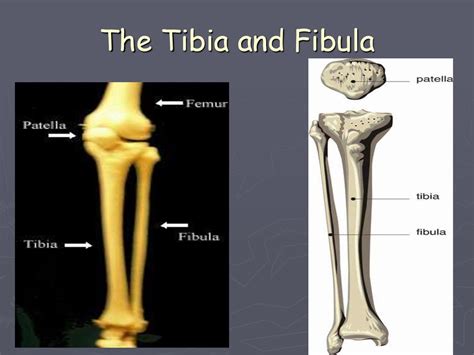 Tibia Fibula