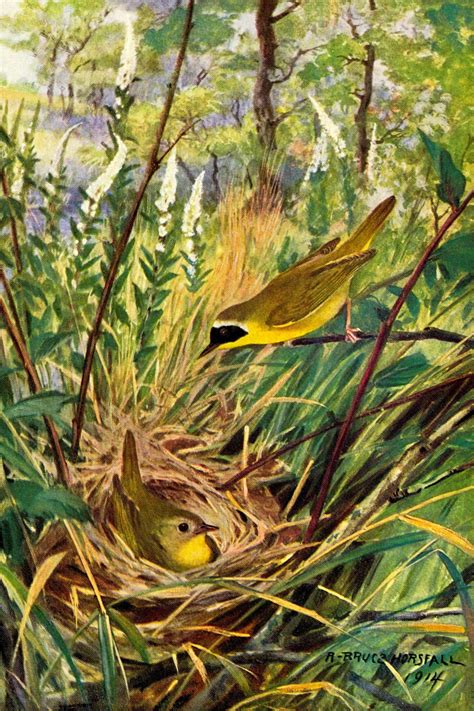 Maryland Yellow Throat Illustration Free Stock Photo - Public Domain