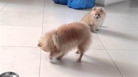 It is active and confident. Playful Pomeranian Pups - Eating, Digging, Fighting Sneezing - YouTube