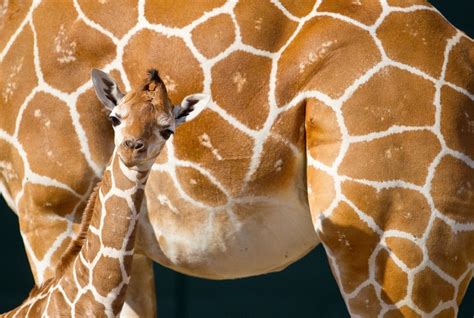 Amazing Animals Pictures Lovely Tender And Cute The Baby Giraffe