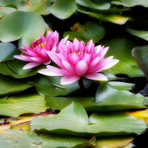 2932x2932 Water Lilies Water Leaves Ipad Pro Retina Display Wallpaper