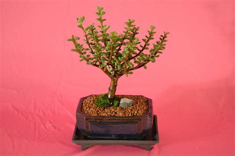 Indoor Bonsai Variegated Mini Jade