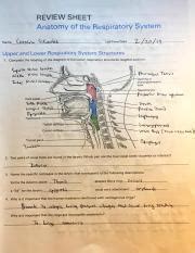 Exercise Review Sheet Anatomy Of The Respiratory System Docx