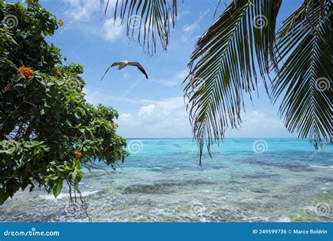 Tropical Sea View With Palm Trees Stock Photo Image Of Natural