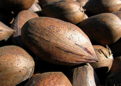 Desirable Pecan Tree Nut Trees Isons Nursery And Vineyard