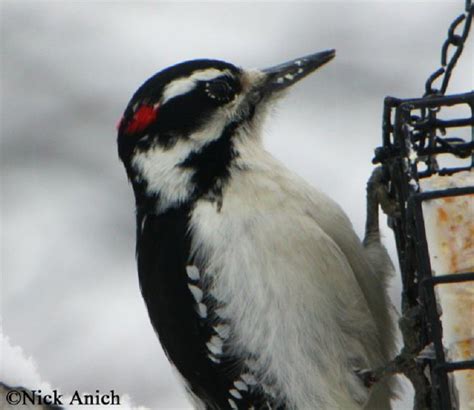 Hairy Woodpecker State Of Tennessee Wildlife Resources Agency