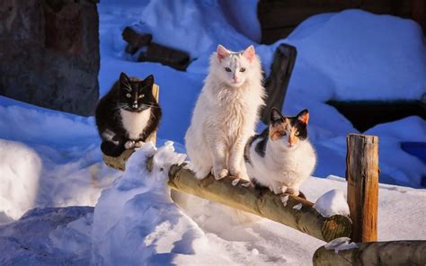 Winterbilder Tiere Als Hintergrundbild Hd Katzen Hintergrundbilder My Xxx Hot Girl