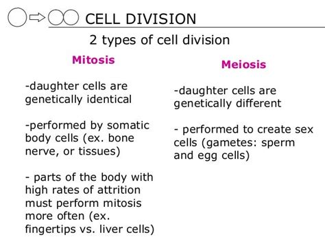 02 Cell Division