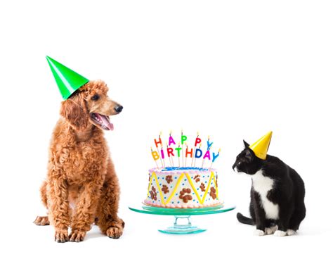 Happy Birthday Dog Theme